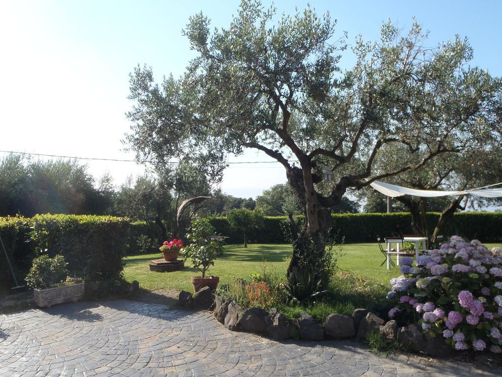 Il Poggio Degli Ulivi Daire Trevignano Romano Oda fotoğraf