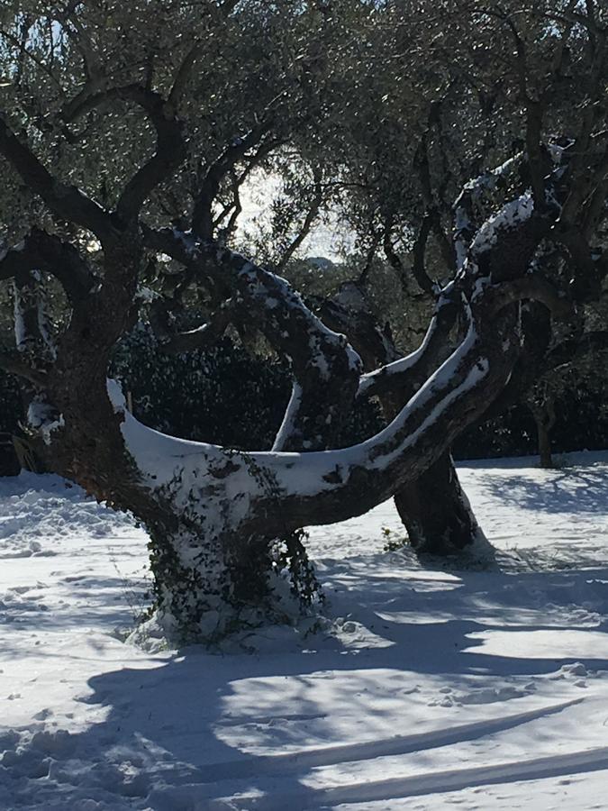Il Poggio Degli Ulivi Daire Trevignano Romano Dış mekan fotoğraf